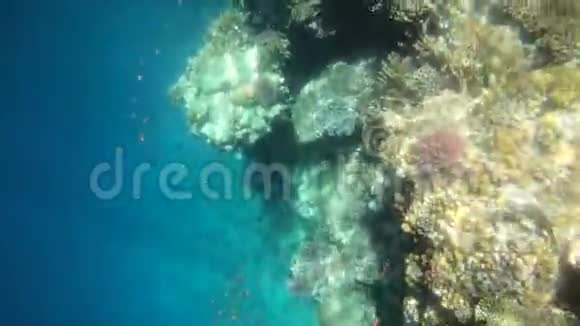 带着五颜六色的鱼在红海中缓慢移动的水下镜头视频的预览图