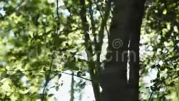 阳光穿过树林视频的预览图