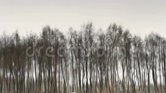 树木倒映在水中视频的预览图