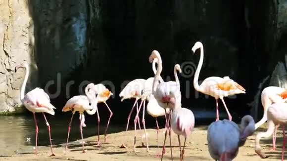 瓦伦西亚市动物园里的动物火烈鸟视频的预览图