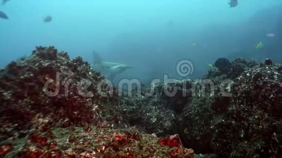 加拉帕戈斯群岛海底的锤头鲨鱼视频的预览图