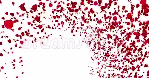 3D动画红色玫瑰花瓣飞舞与漩涡白色背景爱和情人节视频的预览图
