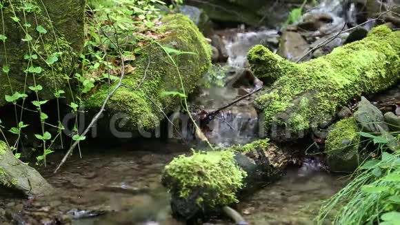 小溪在森林里用冷水视频的预览图