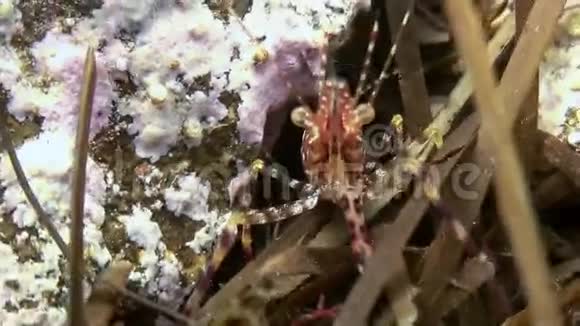 虾在海底草地上寻找食物视频的预览图