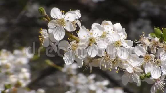 蜜蜂在白花花的苹果上采集花蜜果蝇视频的预览图