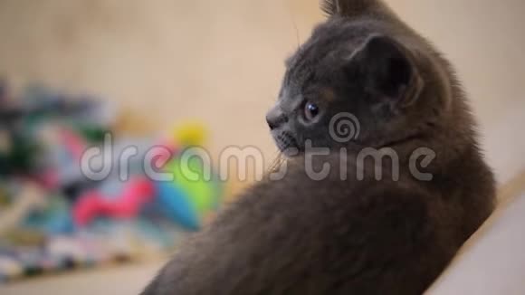 苏格兰小猫家庭内部视频的预览图