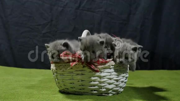 一群小猫从篮子里出来视频的预览图