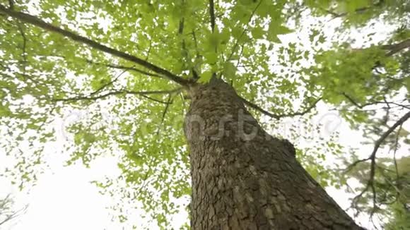 树冠树底大树有叉枝老大树视频的预览图