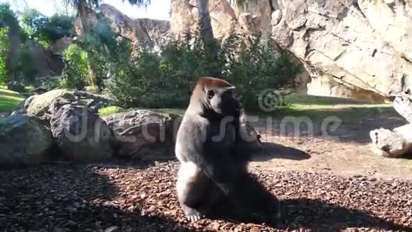 西班牙巴伦西亚市动物园里的动物猴子视频的预览图