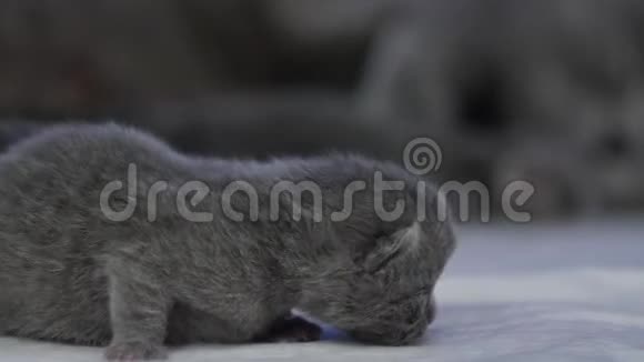 新生的小猫生命的第一天视频的预览图