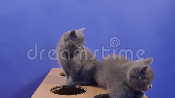 小猫用一个有洞的纸板箱视频的预览图