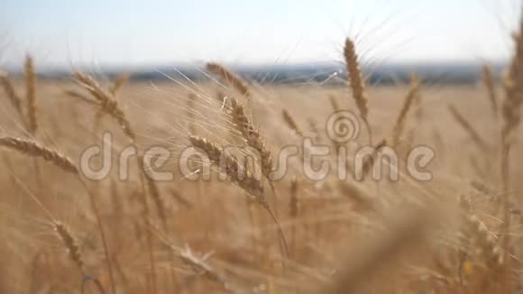 小麦麦田日落景观慢动作视频农民智慧农业生态理念小麦生活方式视频的预览图