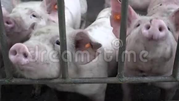猪猪猪农场动物视频的预览图