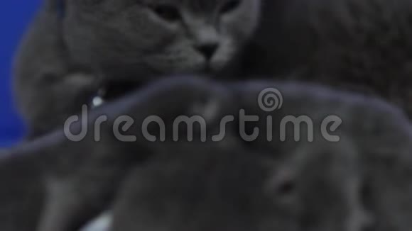 新生的小猫拥抱生命的第一天视频的预览图