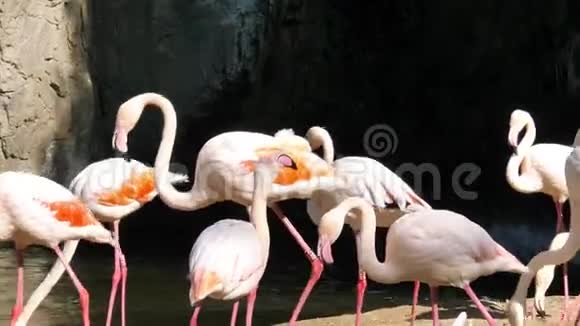 西班牙巴伦西亚市动物园里的动物火烈鸟视频的预览图