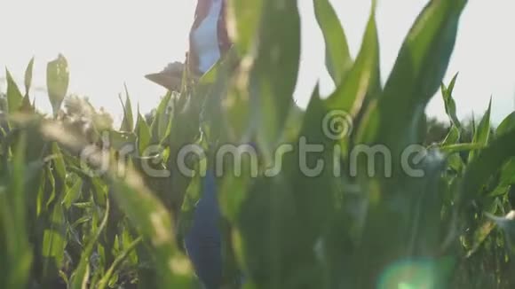 女农民带平板显示器农作物玉米地日落慢动作视频视频的预览图