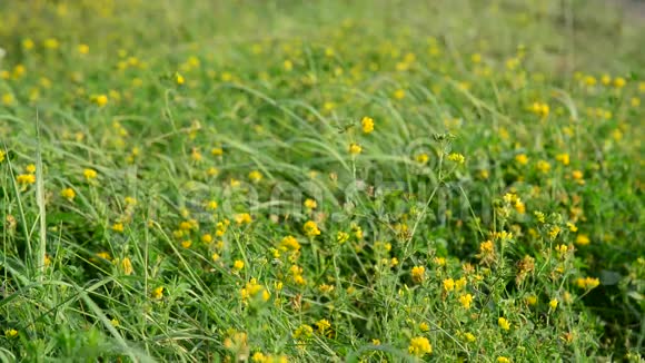 草地上的田野黄三叶视频的预览图