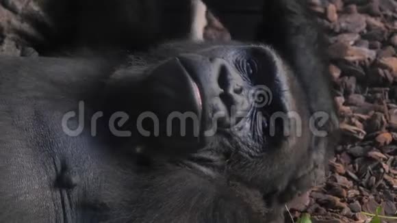 西班牙巴伦西亚市动物园里的动物猴子视频的预览图