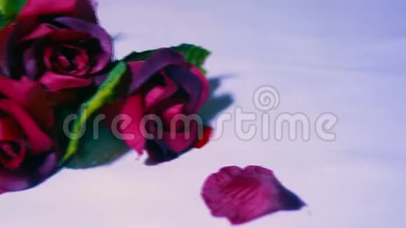 带着玫瑰的镜头问候情人节视频的预览图