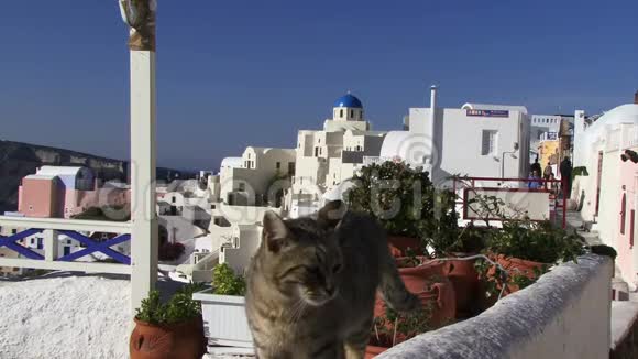 圣托里尼希腊群岛猫在墙上视频的预览图