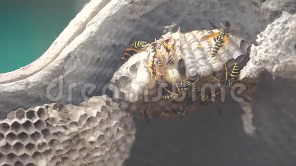 屋脊下的黄蜂病虫害黄蜂窝野生黄蜂慢动作视频生活方式过敏咬伤危害视频的预览图