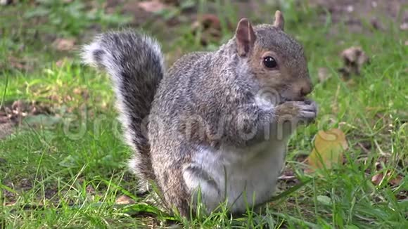 灰松鼠用爪子吃食物视频的预览图