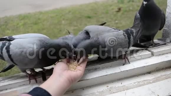 春天阳光明媚的日子用手喂鸽子视频的预览图