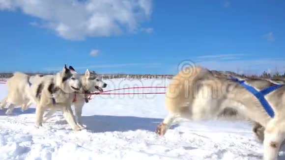 狗所驾驭的狗会滋生带有人的哈士奇拉力雪橇慢动作视频循环视频的预览图