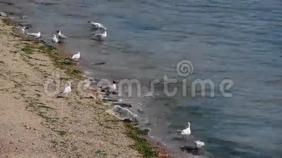海鸥在海上飞行视频的预览图