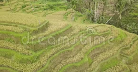 印度尼西亚巴厘水稻梯田4K视频的预览图