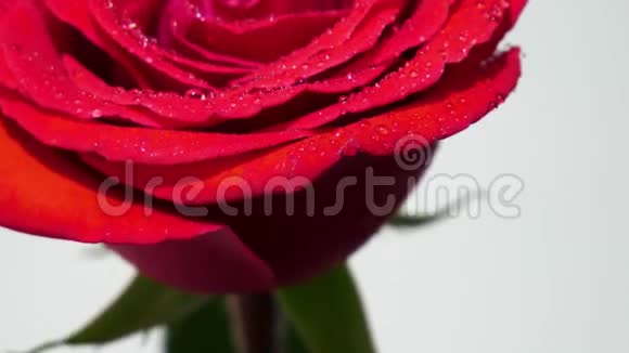 红玫瑰在滴接近视频的预览图