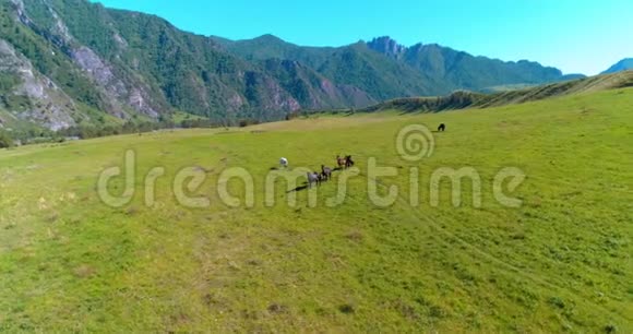 在草地上飞过野马群春山野自然自由生态概念视频的预览图