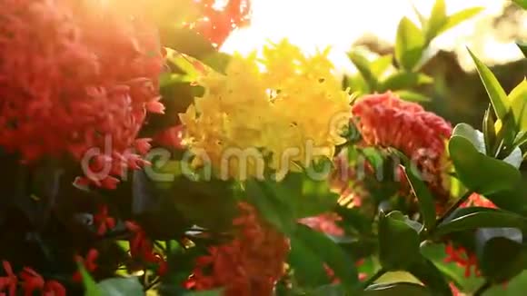 盛开的红色伊索拉花自然足迹与耀斑视频的预览图