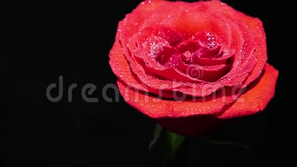 红玫瑰滴近距离视频的预览图
