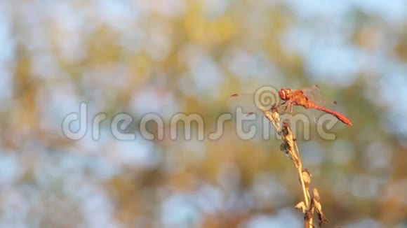 蜻蜓在树枝上视频的预览图