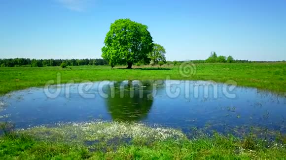 宁静的夏日风景湖边绿树成荫视频的预览图