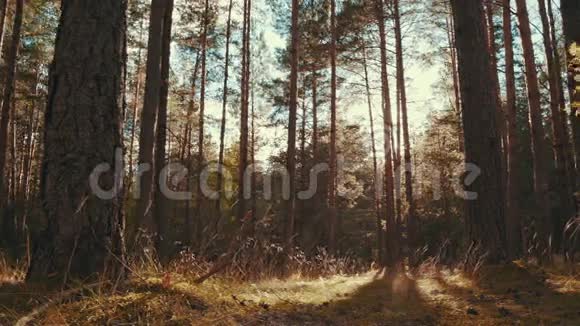 松林中的阳光视频的预览图