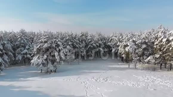 在阳光明媚的日子飞过冰雪覆盖的冬日森林视频的预览图