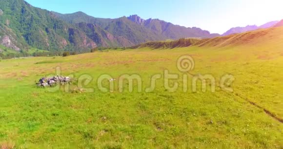 在草地上飞过野马群春山野自然自由生态概念视频的预览图