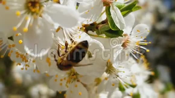 蜜蜂在白花花的苹果上采集花蜜果蝇视频的预览图