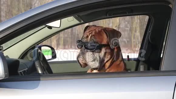 风箱狗带着太阳镜坐在驾驶座上视频的预览图
