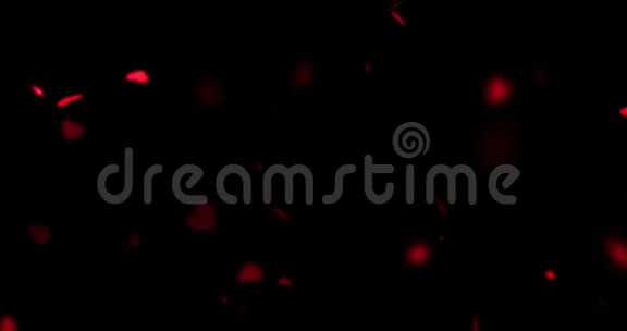 红艳艳的心在黑色背景上飞舞爱情与情人节关系视频的预览图