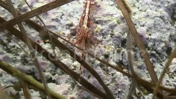 虾在海底草地上寻找食物视频的预览图