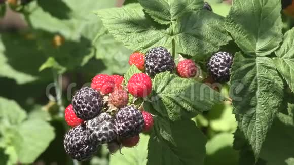 夏天的花园黑浆果视频的预览图