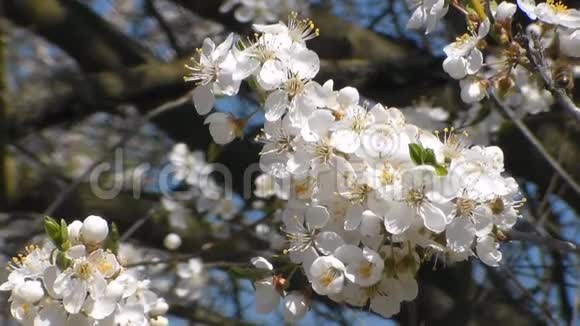 蜜蜂在白花花的苹果上采集花蜜果蝇蜜蜂视频的预览图