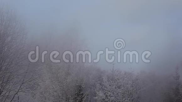 冬季森林雪高清镜头视频的预览图
