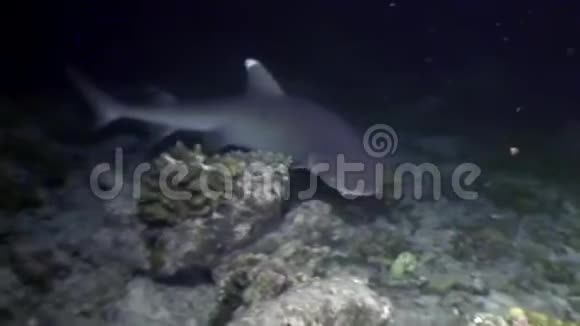 珊瑚礁鲨鱼水下寻找食物惊人的珊瑚海底马尔代夫视频的预览图