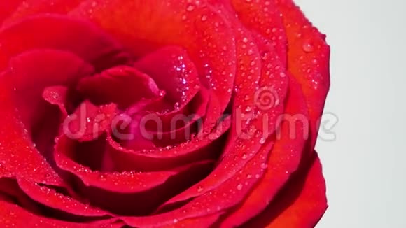 红玫瑰在滴接近视频的预览图