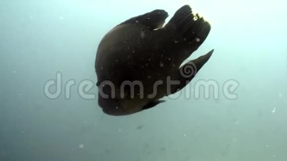 仑鱼濑水下天然海洋水族馆在马尔代夫视频的预览图
