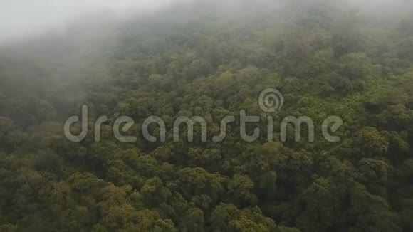 雨林在云巴厘岛印度尼西亚视频的预览图